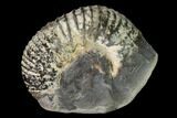 Rare, Scaphites Heteromorph Ammonite - Kansas #143477-1